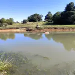 LOTE 001 - 4.2 hectares de Campos e Matos