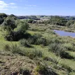 LOTE 001 - 4.2 hectares de Campos e Matos