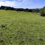 LOTE 001 - 4.2 hectares de Campos e Matos